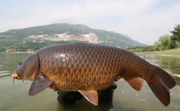 Carpfishing: la pesca alla carpa