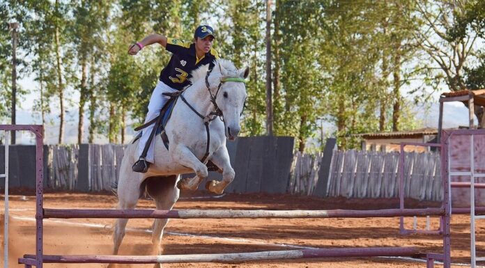 equitazione: il salto ad ostacoli